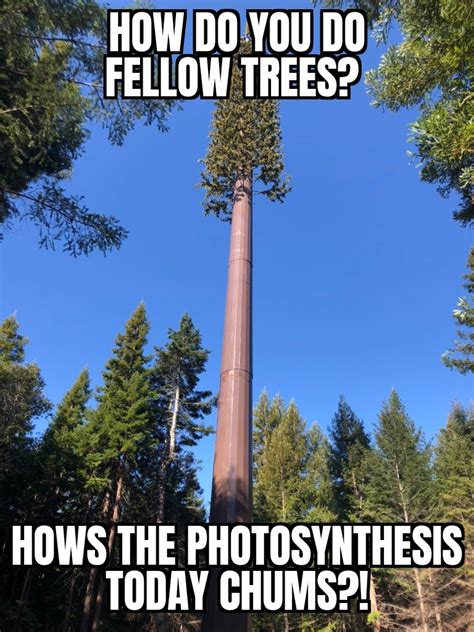 Memes from the trees